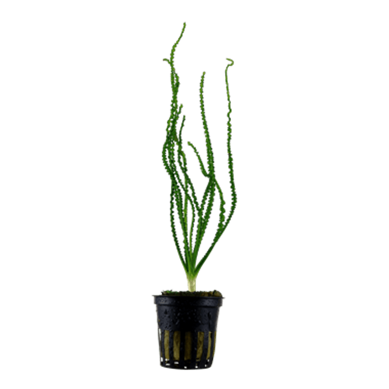 Crinum Calamistratum Akvarieplante
