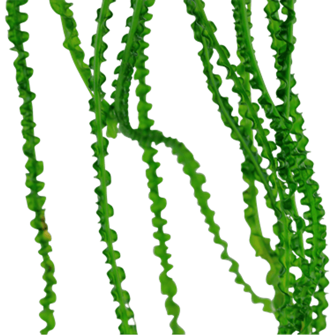 Hovedbilde Crinum Calamistratum Akvarieplante