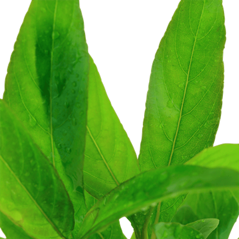 Hygrophila Siamensis 53B - Potte