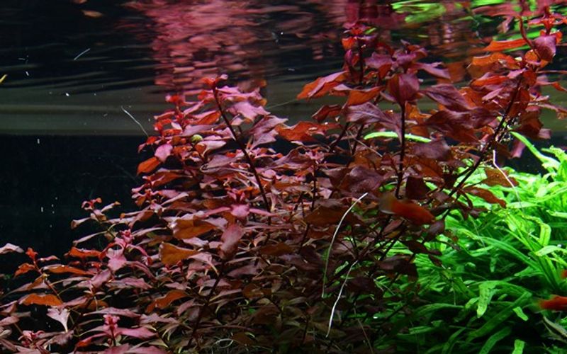 Ludwigia Palustris Red- Potte