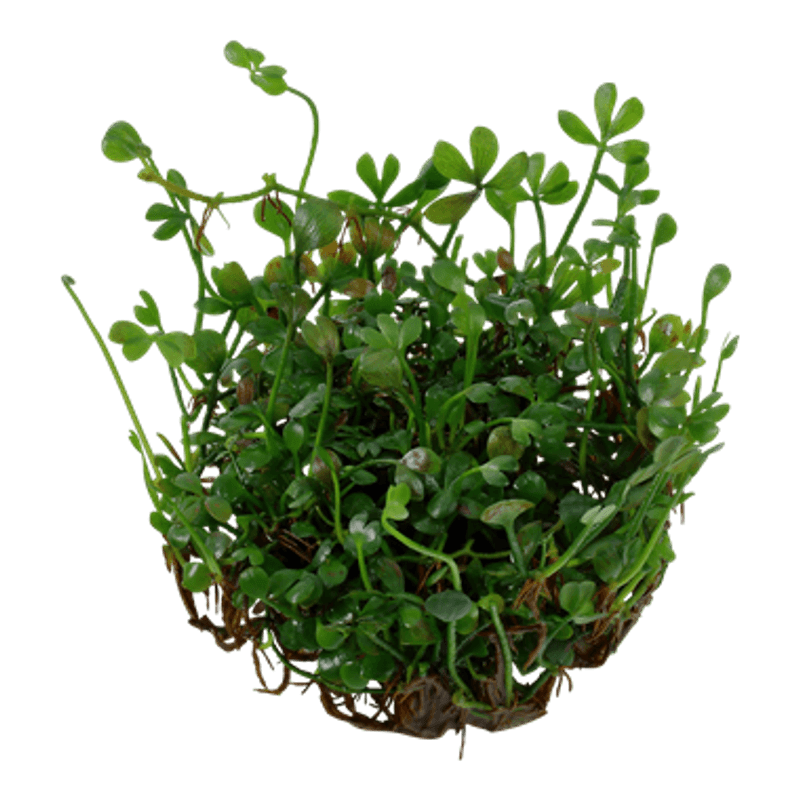 Marsilea Crenata - 1-2 Grow!