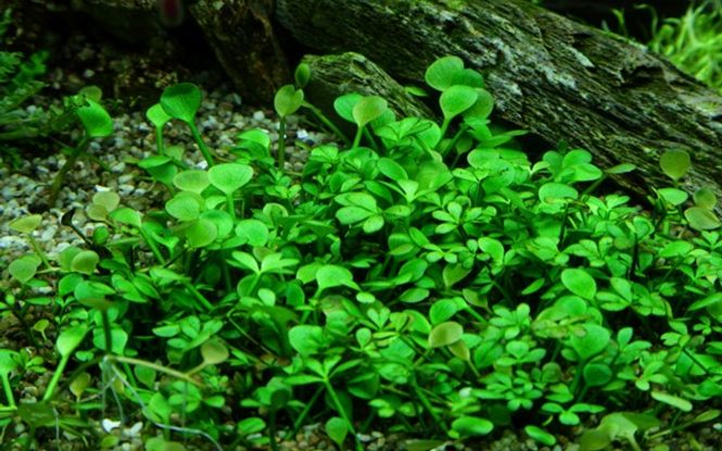 Hovedbilde Marsilea Hirsuta - 1-2 Grow! 