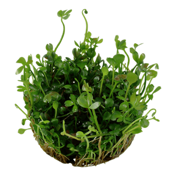 Hovedbilde Marsilea Hirsuta - 1-2 Grow! 