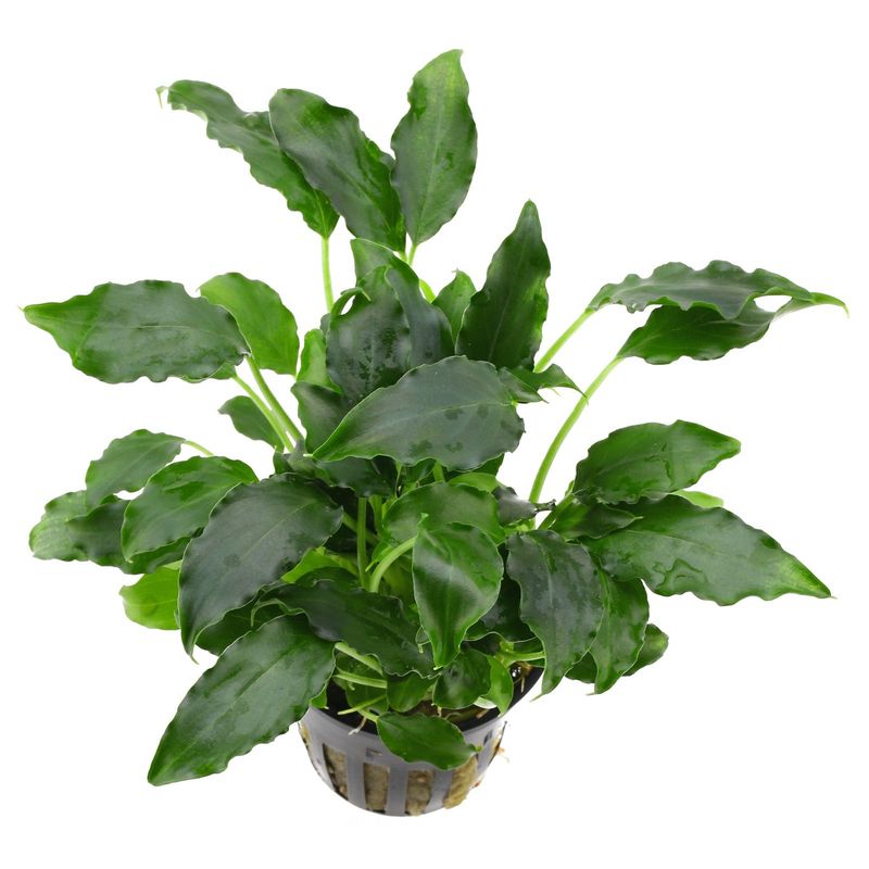 schismatoglottis prietoil 