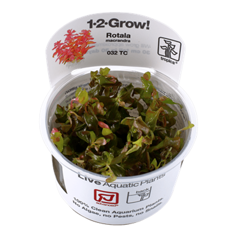 Rotala Macrandra - 1-2 Grow!