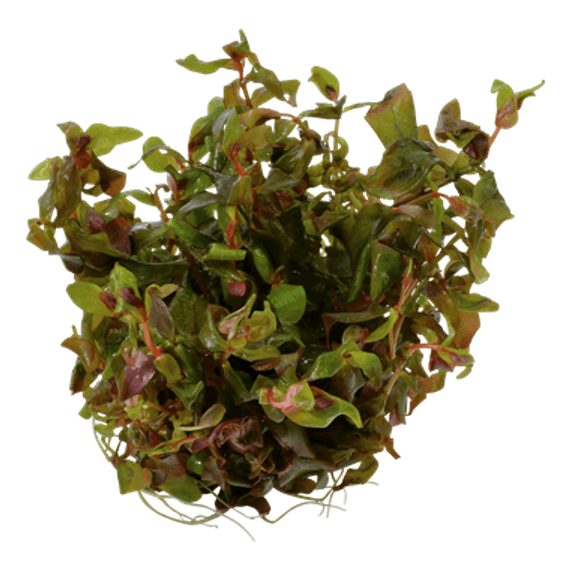 Rotala Macrandra - 1-2 Grow!