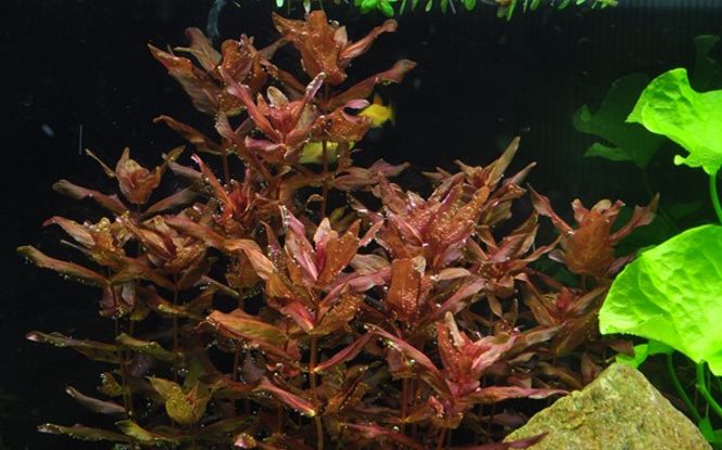 Hovedbilde Rotala Macrandra  Mini epaqvitro