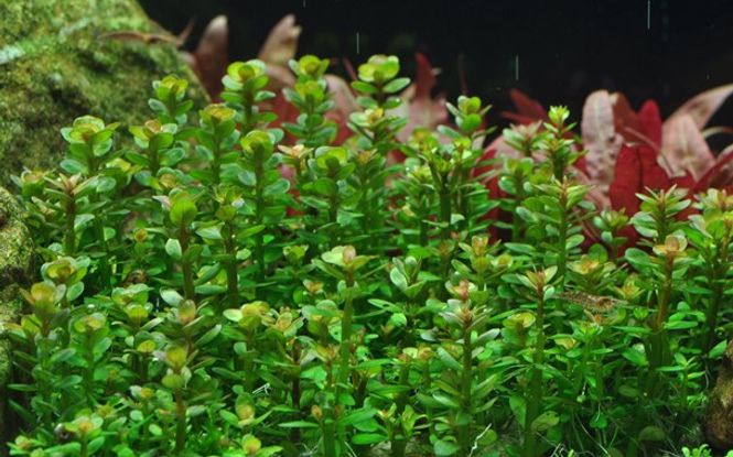 Hovedbilde Rotala Indica Bonsai - 1-2-Grow!