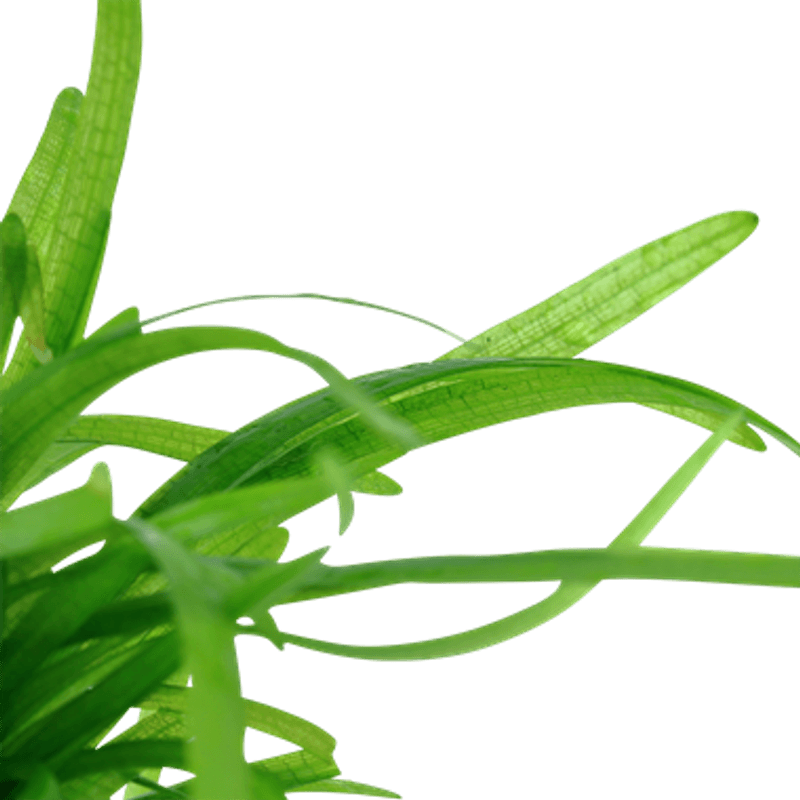 Sagittaria Subulata - 1-2 Grow!