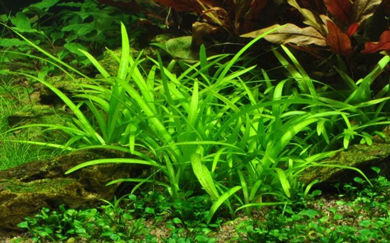 Sagittaria Subulata - Potte