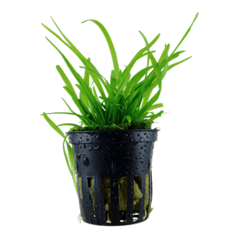 Sagittaria Subulata - Potte