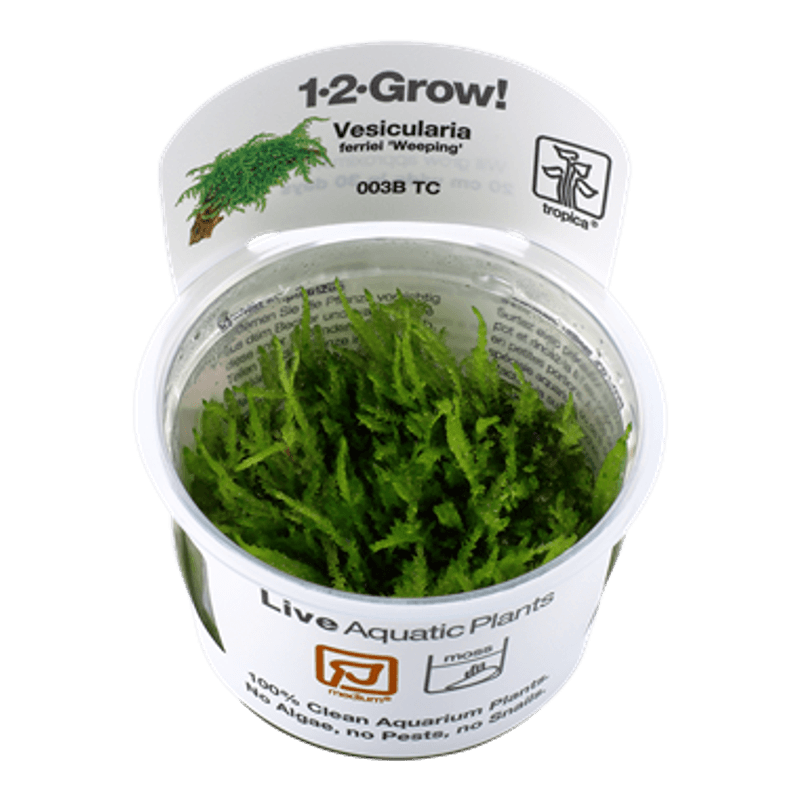 Vesicularia Dubyana Christmas - 1-2 Grow!