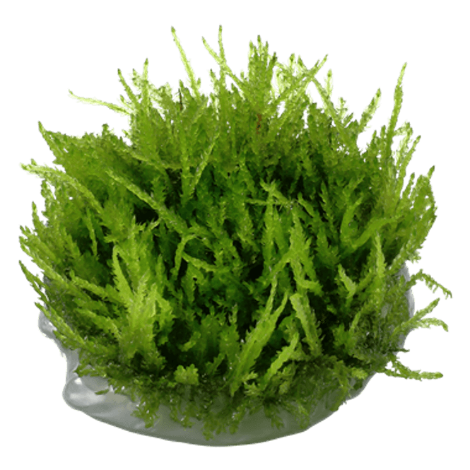 Hovedbilde Vesicularia Dubyana Christmas - 1-2 Grow!