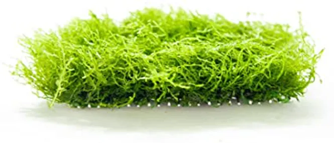 Hovedbilde AB Coral Moss Riccardia chamedryfolia Porsjon