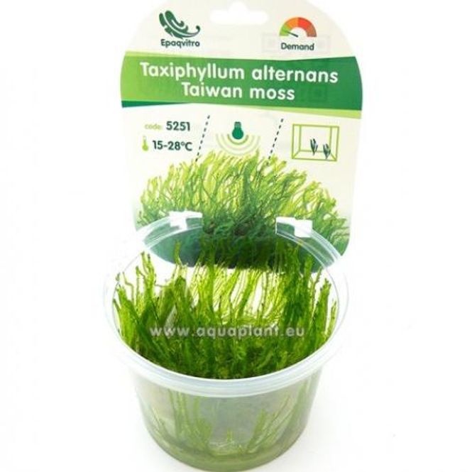 Hovedbilde Taiwan Moss Taxiphyllum alternans EPAQVITRO