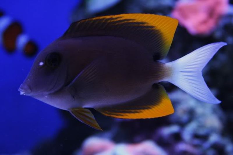 Ctenochaetus tominiensis Tomini Tang 7-10cm