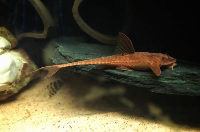 Hovedbilde Leliella sp. L010a 4-5cm