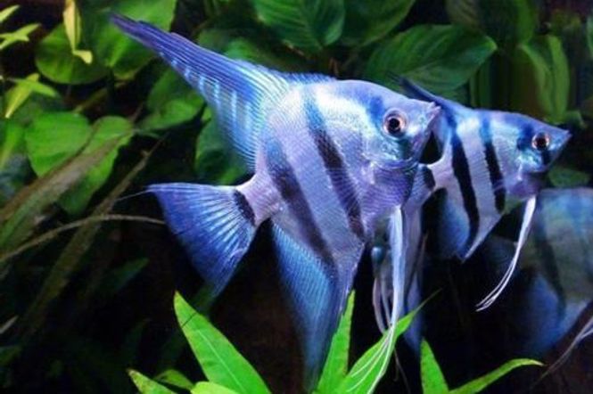 Hovedbilde Pterophyllum scalare Blue Neon  5-7cm