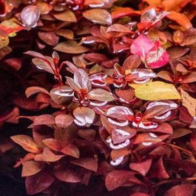 Hovedbilde Ludwigia Super Red Akvarieplante