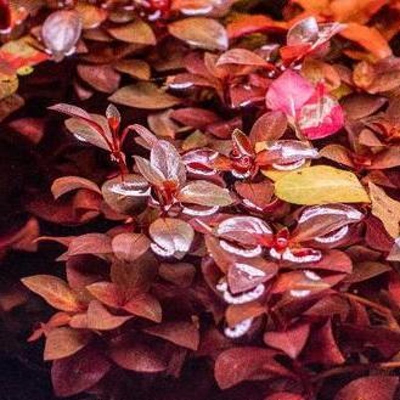 Ludwigia Super Red Akvarieplante