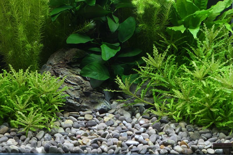 DENNERLE PLANTAHUNTER NATURAL OKAVANGO 4-8mm 5KG