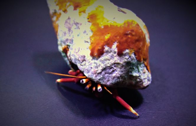 Hovedbilde Hermit crab spp