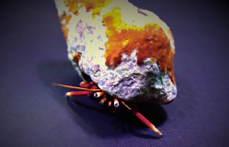 Hermit crab spp