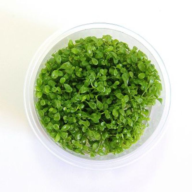 Hovedbilde Micranthemum Monte Carlo Invitro Sungrow