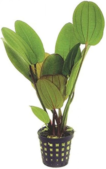 Hovedbilde Echinodorus compacta Akvarieplante
