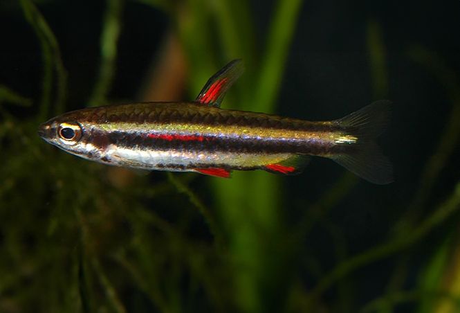 Hovedbilde Nannostomus marginatus