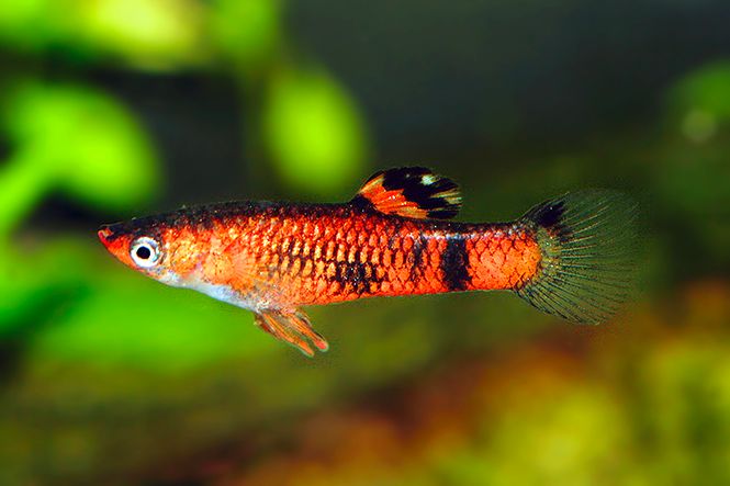 Hovedbilde Micropoecilia picta 