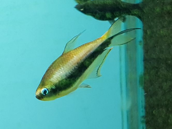 Hovedbilde Keiser Tetra 3-4cm