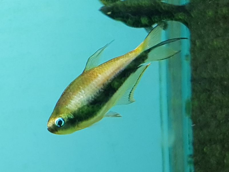 Keiser Tetra 3-4cm