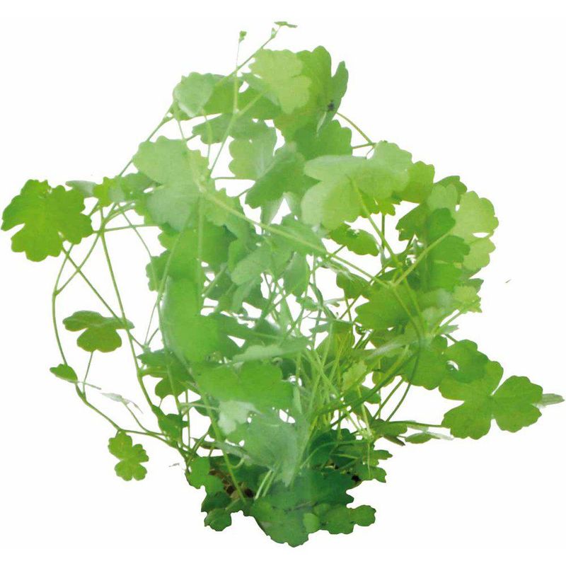 Easy Grow Hydrocotyle Tripartita Invitro 