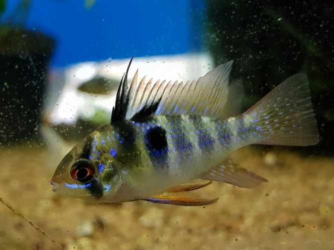 Hovedbilde Sommerfugl ciklide  Large 