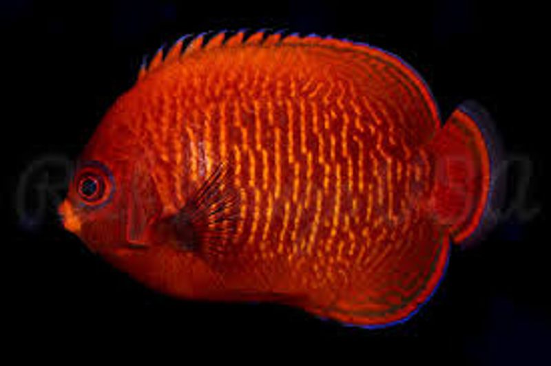 Aurinatus Angelfish / Golden angel 