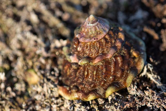 Hovedbilde Astrea Undosa / Turbo snegle large