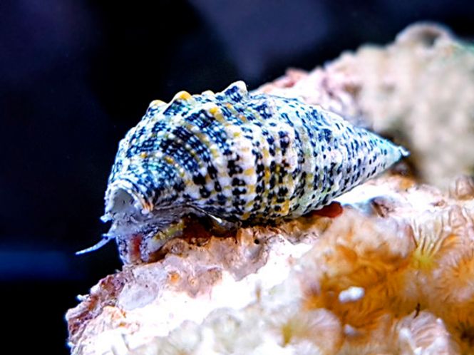 Hovedbilde Cerithium caeruleum sandsnegle 