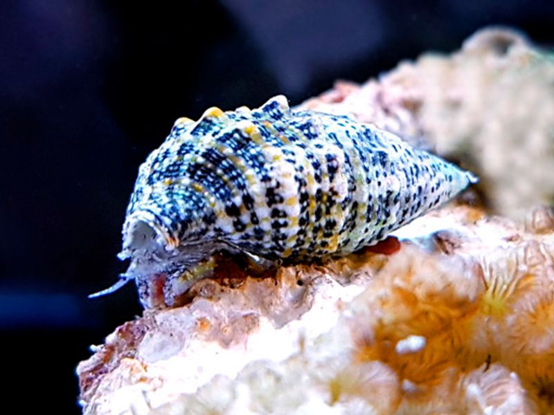 Cerithium caeruleum sandsnegle 