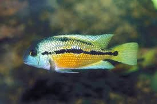 Hovedbilde Hypsophrys nicaraguensis / Nicaragua Ciklide