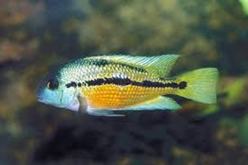 Hypsophrys nicaraguensis / Nicaragua Ciklide
