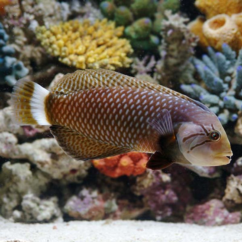 Novaculichthys taeniourus 10-12cm