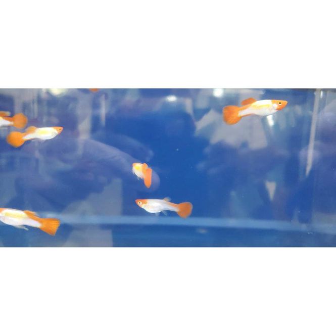 Hovedbilde Guppy Golden Koi Hanner 3-4,5cm