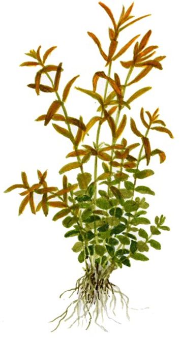 Hovedbilde Rotala rotundifolia - Invitro 