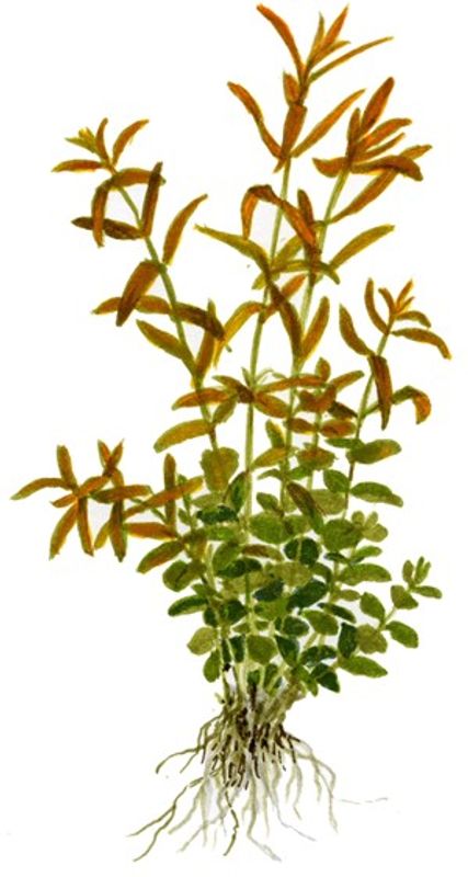 Rotala rotundifolia - Invitro 