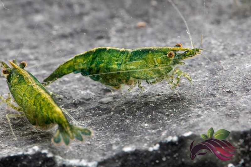 Neocardina Green Jade 