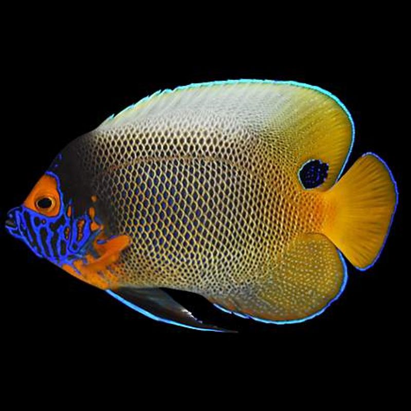 Pomacanthus xanthometopon  large ( Blue Face Angel )