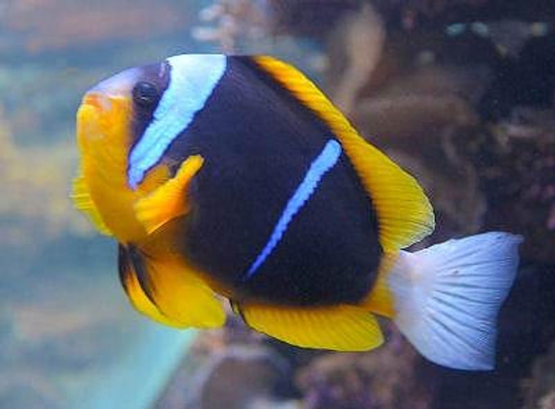 Amphiprion allardi  par 