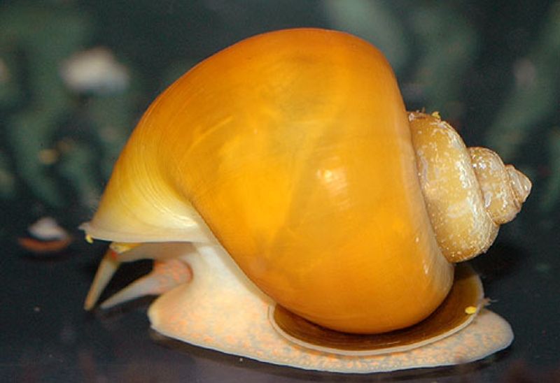 Eple Snegle Gul small