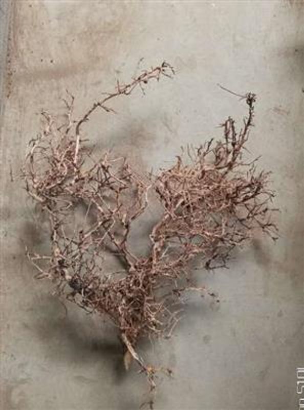 AQUASCAPING ROOT 25-35 CM.